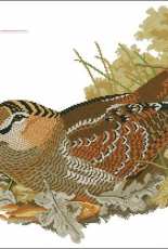 Woodcock bird, Susanna,№4/2005