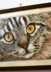cat