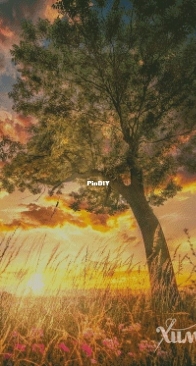 Chimera - Sunset in Herbs