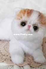 Anastasia Loseva - Exotic cat - Russian