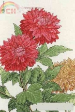 5678000-01096 Dahlia Maia Anchor