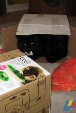 Birthday Surprise for my Cat /Drinking fountain for cats