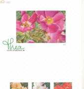 Thea Gouverneur 426 Rosa Moyesii
