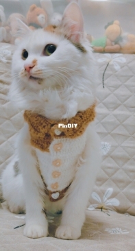 cat sweater