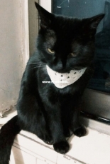 my work  Kittys little scarf