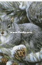 Chimera - Squirrel