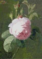 Golden Kite - GK1496 - Rose in XSD.