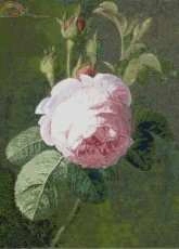 Golden Kite - GK1496 - Rose in XSD.