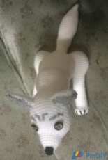 Ghost, white wolf from "Game of Thrones"