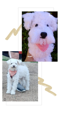 realistic poodle dog