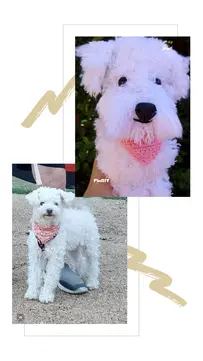 realistic poodle dog