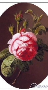 EstE 004 - Rose