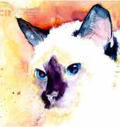 HAEJOL 181 Saimese - Jo Lynch