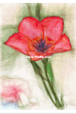 Better Cross Stitch - Red Wildflower - Free