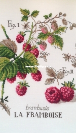 Etudes botanique - la framboise