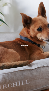 Fabrics Store - Churchill Dog Lounge - Sizes 24, 36, 42 inches