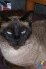 Senda