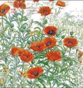 Thea Gouverneur 2062 Papaver oranje