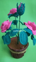 roses in a pot