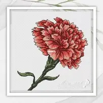 Carnation by Ekaterina Smirnova