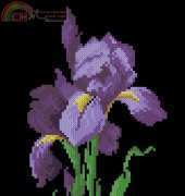 Hafty Polskie  Purple Iris March 2004