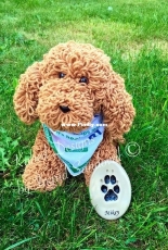 Kabed Designs - Ingrid Sandoval - Miky the poodle