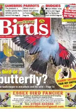 Cage & Aviary Birds - Issue 6037, 05 December 2018