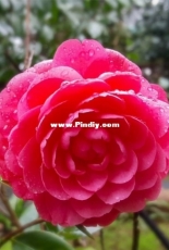 camellia