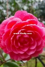 camellia