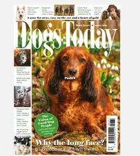 Dogs Today UK - Issue 377 -  2026