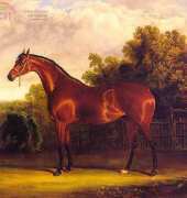Laura Stitch  ANI 007 - Horse