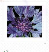 Thea Gouverneur TG 489 Cornflower