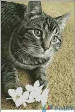 Artecy Cross Stitch Flower Cat