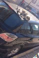 güneş ve kedi