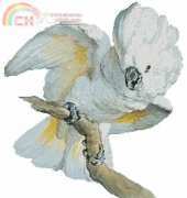 Artecy Cross Stitch - Great White Crested Cockatoo