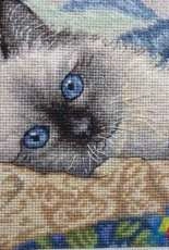 Dim - Cat