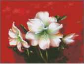HAED HAE PTPNF 020 PTP Amaryllis  by Nancy Falkner