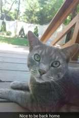 kitty