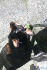 Ruby Dog