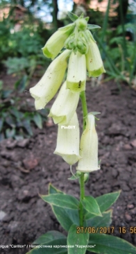 Digitalis ambigua Carillon