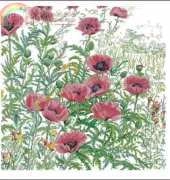 Thea Gouverneur 2061 Papaver rose