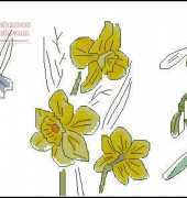 Tani211 - Spring flowers