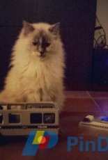 My lovely ragdoll