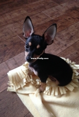 My dog