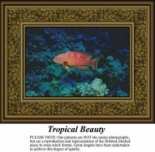 Sunrays Creations AA-01 Tropical Beauty