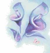 Calla Tryptyk