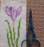Small crocus