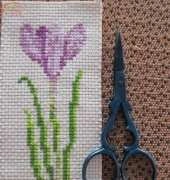 Small crocus