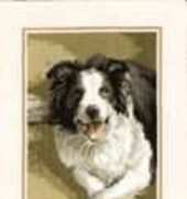 Heritage Stitchcraft JSBD418 Border Collie by John Stubbs