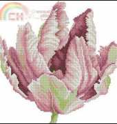 Lanarte 34899 - Tulip in Close up